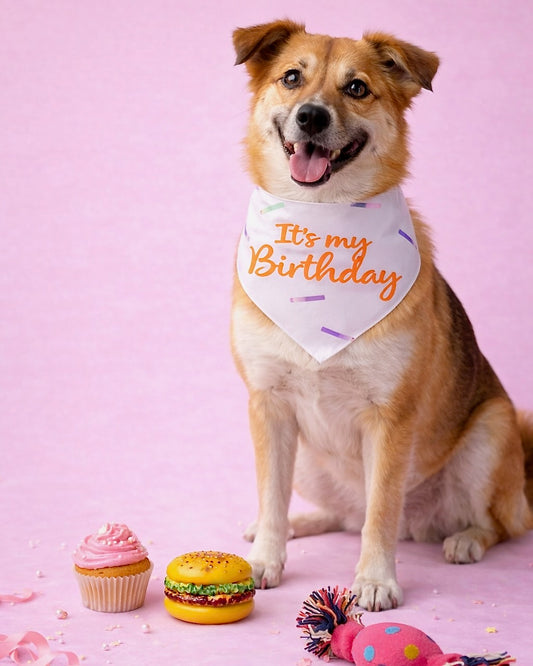 Sol & Sky Pawfect Birthday Kit