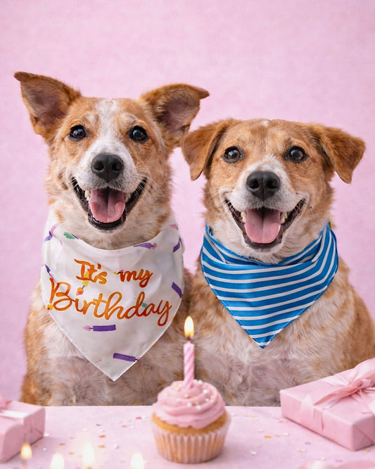 Sol & Sky Dual Use Bandana